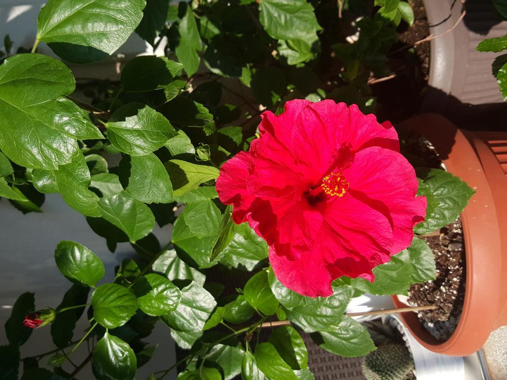Hibiscus Guest House Budva Eksteriør billede